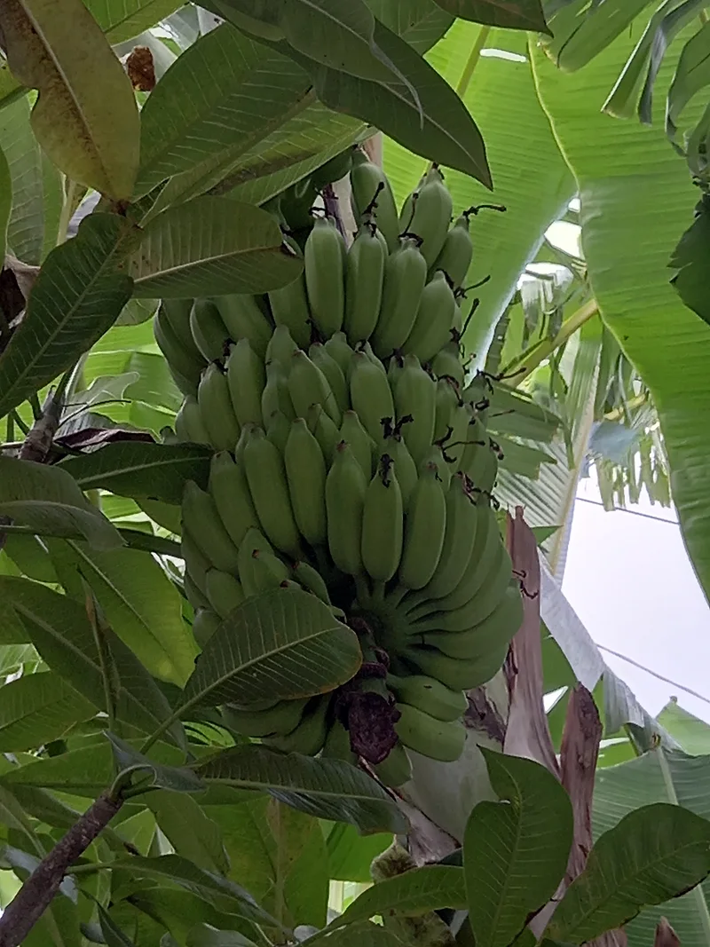 Un régime de bananes vertes dans le jardin